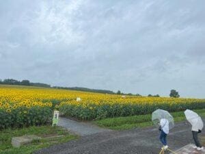 Hokuryu Sunflower Festival